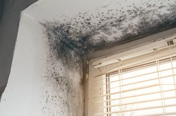 Affordable Mold Removal solutions in Westphalia, MI